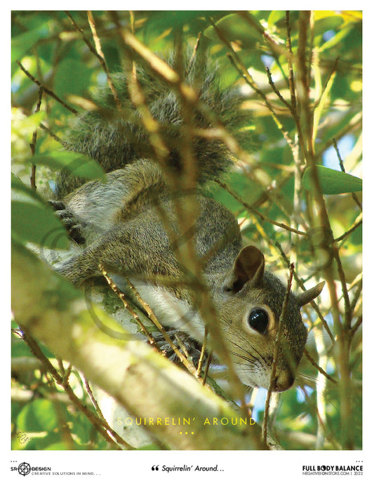 SR Designs  |  Squirrelin' Around Photo by Steve Roberts