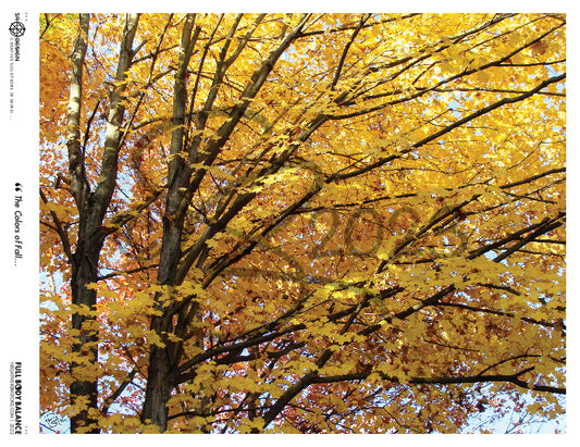 SR Designs  |  The Colors Of Fall Photo by Steve Roberts